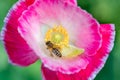 Bee Pollinating flowers close-up Royalty Free Stock Photo