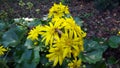 bee pollinating flowers in park Royalty Free Stock Photo