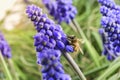 Bee pollinating flowers, Royalty Free Stock Photo