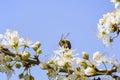 a bee pollinating the flowers of a tree