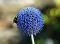 A bee pollinating a Globe Thistle Taplow Blue flower Royalty Free Stock Photo