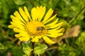 Bee pollinating a Grindelia wildflower, California Royalty Free Stock Photo