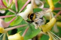 Bee Pollinating Honeysuckle Flower Royalty Free Stock Photo