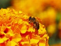 Bee pollinating a cempasuchil flower in tepoztlan, morelos, mexico I