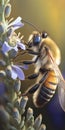 bee pollinating illustration design art. Royalty Free Stock Photo
