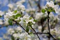 Bee pollinating jasmin tree Royalty Free Stock Photo