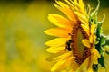 Bee Pollinating a Large Yellow Sunflower in Field