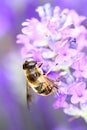 Bee pollinating lavender flowers Royalty Free Stock Photo