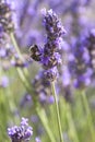 Bee pollinating lavender flowers Royalty Free Stock Photo