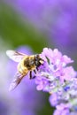 Bee pollinating lavender flowers Royalty Free Stock Photo