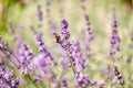 Bee pollinating lavender flowers in summer garden Royalty Free Stock Photo