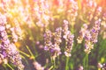 Bee pollinating lavender on a sunny day