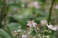 A bee pollinating a light pink blossom