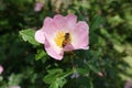 Bee pollinating light pink flower of dog rose in May