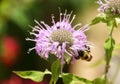 A bee pollinating a light purple monarda flower