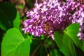 Bee pollinating lilac flower Royalty Free Stock Photo