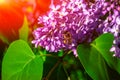 Bee pollinating lilac flower at suset Royalty Free Stock Photo