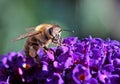 Bee. Royalty Free Stock Photo