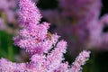 Bee pollinating a lush branch of astilbe. Summer flowers.