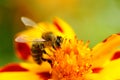 Bee Pollinating Marigold Flower