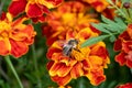 Bee pollinating Marigold, Tagetes flowers blooming