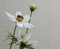 Bee pollinating a Mexican Aster Royalty Free Stock Photo