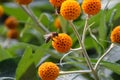 A bee pollinating orange ball tree flowers Royalty Free Stock Photo
