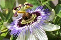 Bee pollinating passion flower Royalty Free Stock Photo