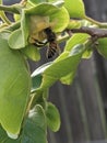 Bee pollinating persimmon flowers in early summer Royalty Free Stock Photo