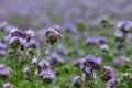 Bee pollinating Phacelia flower