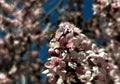 Bee Pollinating Pink Blossoms with Blurred Background