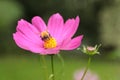 Bee pollinating pink cosmea flower