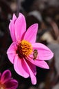 Pink dahlia bee Royalty Free Stock Photo