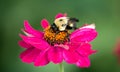 Bee pollinating pink flower Royalty Free Stock Photo