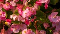 Bee pollinating pink flowers Royalty Free Stock Photo