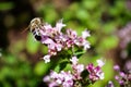 Bee pollinating pink flowers