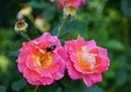 A bee pollinating the pink knockout roseS