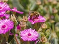 Bee Pollinating Pink Succulent Flower