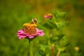 Bee pollinating pink zinnia flower with yellow anthers