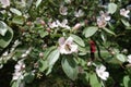 Bee pollinating pinkish white flower of quince Royalty Free Stock Photo