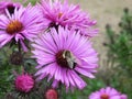 Bee pollinating On Pretty Purple Aster Flower At Vancouve Park Garden Royalty Free Stock Photo