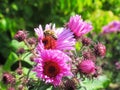 Bee pollinating On Pretty Purple Aster Flower At Vancouve Park Garden Royalty Free Stock Photo