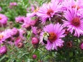 Bee Pollinating On Pretty Purple Aster Flowers In Summer 2019 Royalty Free Stock Photo