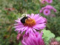 Bee Pollinating On Pretty Purple Aster Flowers In Summer 2019 Royalty Free Stock Photo