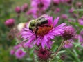 Bee Pollinating On Pretty Purple Aster Flowers In Summer 2019 Royalty Free Stock Photo