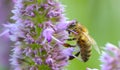 Bee Pollinating Prunella Flower