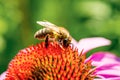 Bee pollinating purple flower. Close-up Royalty Free Stock Photo