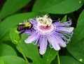 A bee pollinating a purple flower