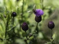 Bee Pollinating a Purple flower tact sharp end of fall