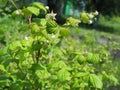 Bee Pollinating Raspberry Flowers sunny summer day Royalty Free Stock Photo